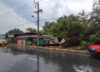 La tempesta abbatte un albero di banyan decennale, intrappolando la famiglia nel crollo di un negozio di noodle a Sri Racha