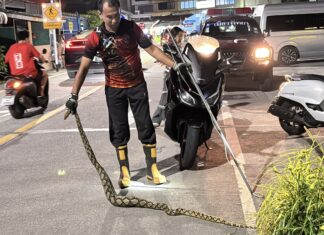 パタヤでニシキヘビが猫を丸呑み、大量の餌に屈して死亡