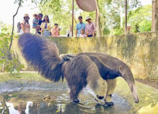 カオキオ動物園で珍しいオオアリクイの赤ちゃんが誕生