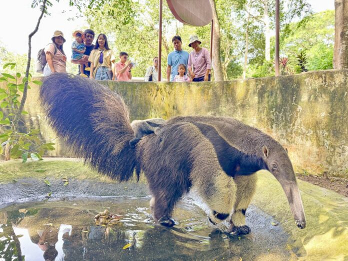 Рождение редкого детеныша гигантского муравьеда в зоопарке Khao Kheow Open Zoo