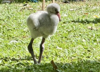 カオキアオ動物園に愛らしいフラミンゴの赤ちゃん3羽が誕生