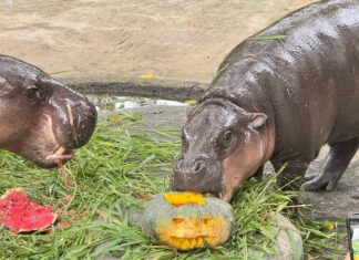 Khao Kheow Open Zoo bjuder in besökare att klä ut sig i kreativa kostymer för en Halloweenfest på zoo från 31 oktober till 2 november