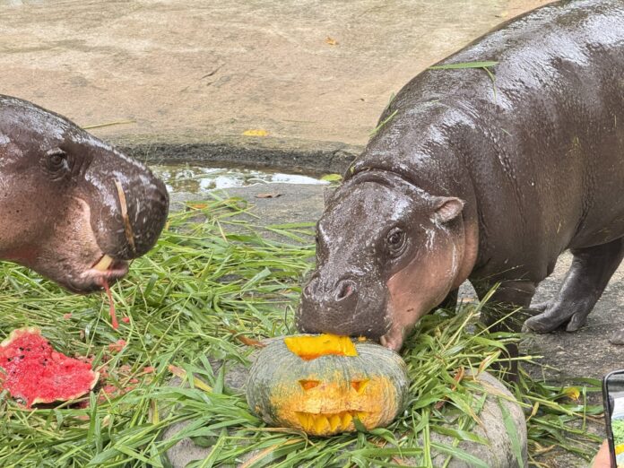 Открытый зоопарк Кхао Кхеоу приглашает посетителей одеться в творческие костюмы для Хэллоуинской вечеринки в зоопарке с 31 октября по 2 ноября