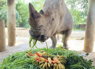 Khao Kheow Open Zoo nära Pattaya firar 21-årsdagen av den älskade vita noshörningen Soodie