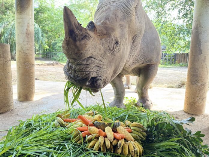 Открытый зоопарк Khao Kheow рядом с Паттайей празднует 21-й день рождения любимого белого носорога по имени Суди