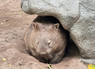 Khao Kheow Open Zoo välkomnar den nya stjärnan, moster Aisa, den enda wombaten som för närvarande visas upp i Thailand!