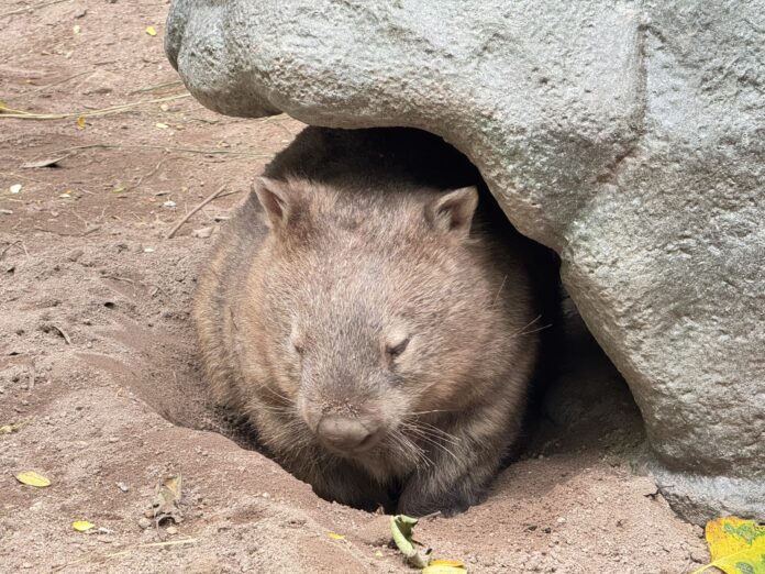 Зоопарк Khao Kheow приветствует новую звезду, тетю Айсу, единственного вомбата, выставленного на показ в Таиланде!