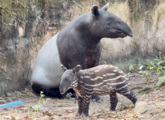 カオキアオ動物園、赤ちゃんバクの名前投票を一般から呼びかけ、賞金や賞品を獲得