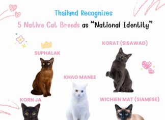 タイ、5種類の在来猫種を国民的アイデンティティとして認定