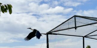 Открытый зоопарк Кхао Кхео выпускает пять белых цапель обратно в дикую природу, поддерживая миссию Таиланда по восстановлению экологии