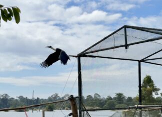 Открытый зоопарк Кхао Кхео выпускает пять белых цапель обратно в дикую природу, поддерживая миссию Таиланда по восстановлению экологии
