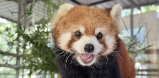 Открытый зоопарк Кхао Кхео недалеко от Паттайи представил очаровательную пару красных панд Хачи и Хану ко Дню отца