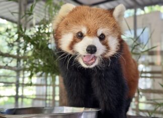 Khao Kheow Open Zoo nabij Pattaya onthult schattig rode pandakoppel Hachi en Hana voor Vaderdag