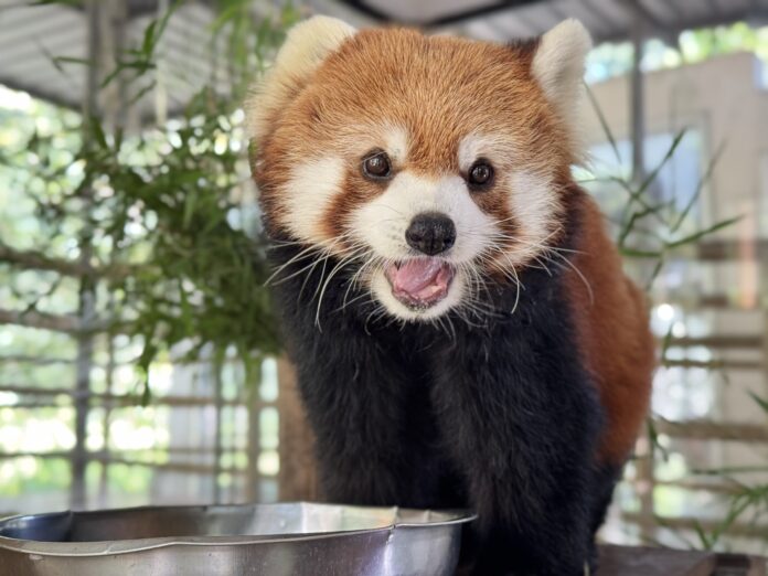 Khao Kheow Open Zoo рядом с Паттайей представляет очаровательную пару красных панд Хачи и Хану в честь Дня отца