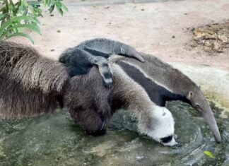 Der Khao Kheow Open Zoo lädt die Öffentlichkeit zur Namensabstimmung für den neugeborenen männlichen Riesenameisenbären ein; es gibt die Chance, Moo Deng-Kalender zu gewinnen.