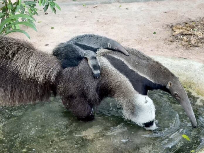 Хао Кхео Опен Зоо приглашает общественность проголосовать за имя для новорожденного мужского муравьеда с шансом выиграть календари Му Денг