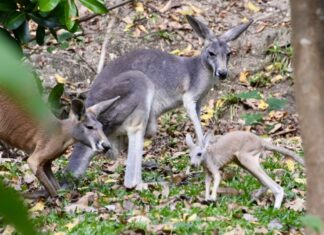 Ein entzückendes rotes Kängurubaby schlüpft im Khao Kheow Open Zoo aus dem Beutel – genau rechtzeitig zur Weihnachtszeit.