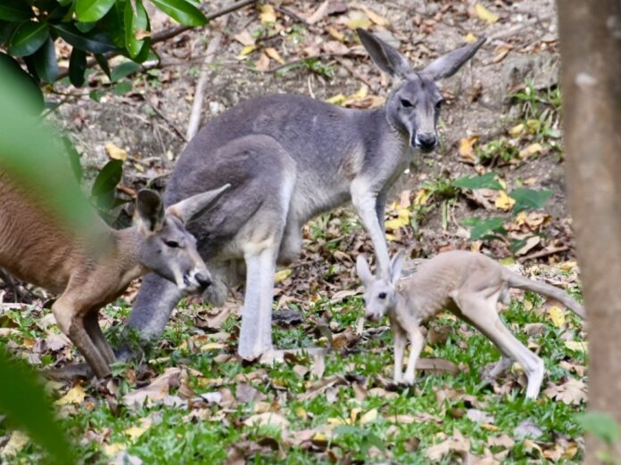 Очаровательный маленький красный кенгуру выходит из сумки в Khao Kheow Open Zoo, как раз к праздничному сезону