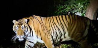 Зоопарк Кхао Кхео приглашает посетителей разбить лагерь под звездами и отправиться на ночное сафари в честь празднования Нового года.