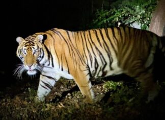 Der Khao Kheow Open Zoo lädt Besucher zum Campen unter dem Sternenhimmel und zu einer Nachtsafari im Rahmen der Neujahrsfeierlichkeiten ein.