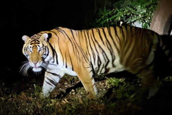 Открытый зоопарк Кхао Кхеоу приглашает посетителей разбить лагерь под звездами и испытать ночное сафари во время новогодних праздников