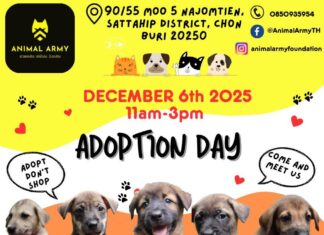 パタヤ近郊のアニマルアーミーが今週末、譲渡会を開催