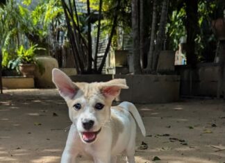 يوم تبني جيش الحيوانات بالقرب من باتايا هو يوم السبت القادم