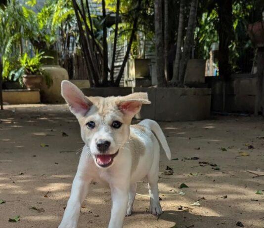 L'association Animal Army près de Pattaya organise une journée d'adoption ce samedi.