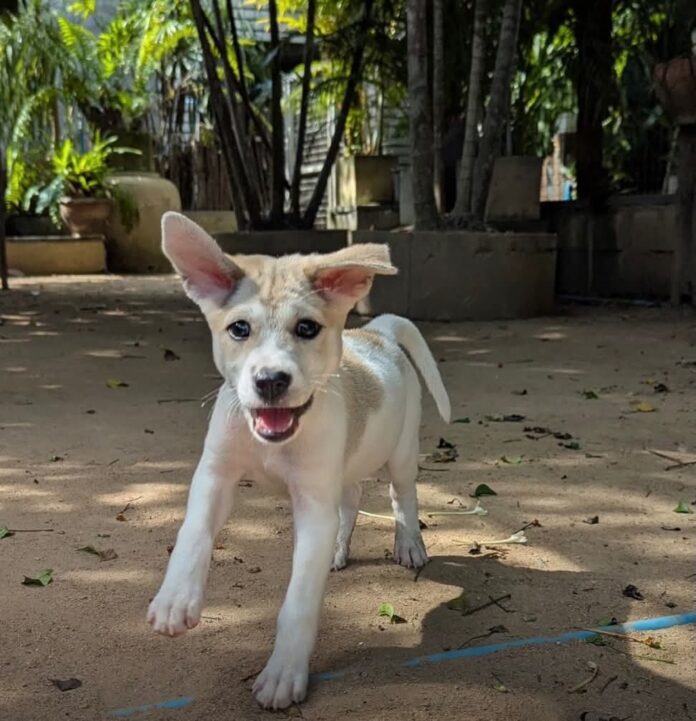 День усыновления у Animal Army рядом с Паттайей ЭТУ СУББОТУ