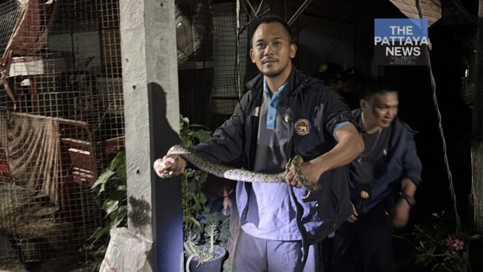 Чиновники Бангламунга поймали 2-метрового питона в жилом районе