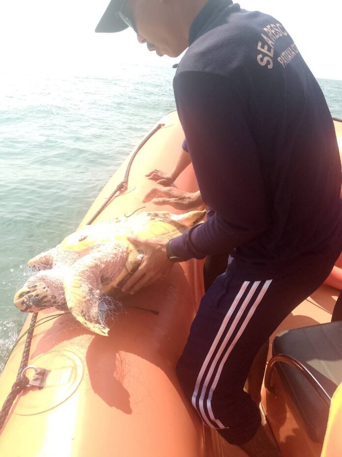 Драматическое спасение: Команда морских спасателей Паттайи спасает находящуюся под угрозой исчезновения морскую черепаху, запутавшуюся в рыболовной сети