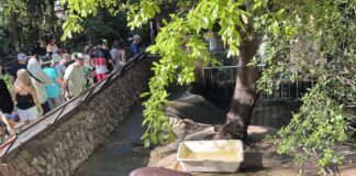 Khao Kheow Open Zoo inviterer familier til å feire den nasjonale barnedagen 2026 med gratis inngang for barn