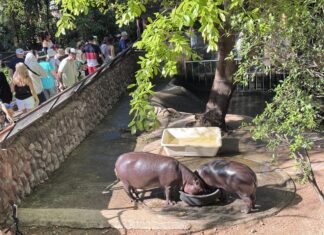 カオキアオオープン動物園は、2026年の子供の日を記念して、子供無料入場で家族連れの来園を呼びかけています。