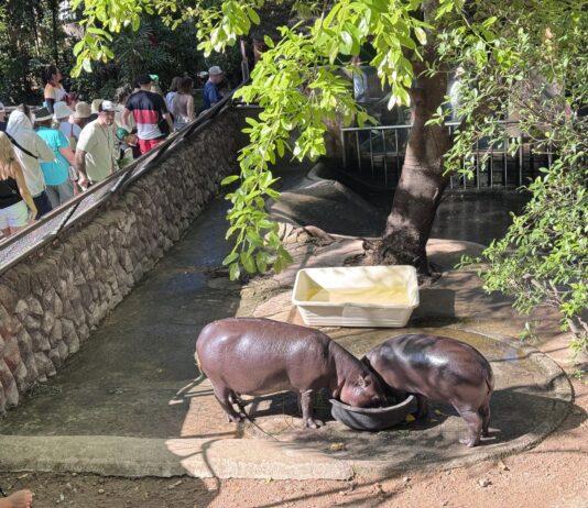 Der Khao Kheow Open Zoo lädt Familien ein, den Nationalen Kindertag 2026 mit freiem Eintritt für Kinder zu feiern.