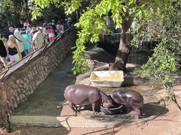Khao Kheow Open Zoo приглашает семьи отпраздновать Национальный день детей 2026 с бесплатным входом для детей