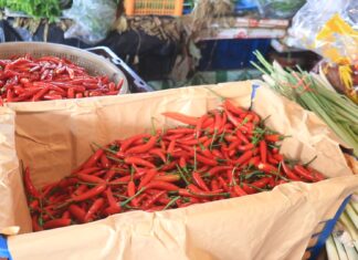 唐辛子と青パパイヤの価格高騰がパタヤの家計を圧迫