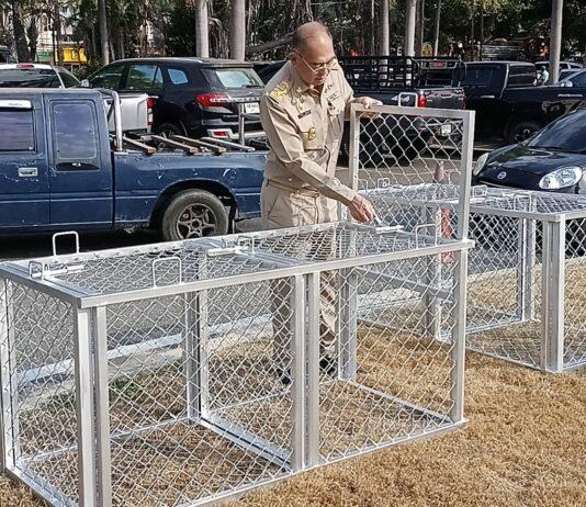 Der Bürgermeister von Sriracha inspiziert den städtischen Hügel, um angesichts von Beschwerden der Anwohner Affenfallen aufzustellen.