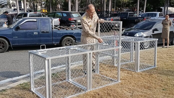 Мэр Срирачи осматривает Муниципальный холм для подготовки к установке клеток для ловли обезьян на фоне жалоб жителей