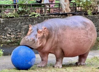 Khao Kheow Open Zoo inviterer besøkende til å bli med på den ukentlige spenningen: Vil flodhesten Kha Moo spille ball eller kose seg med et bad?