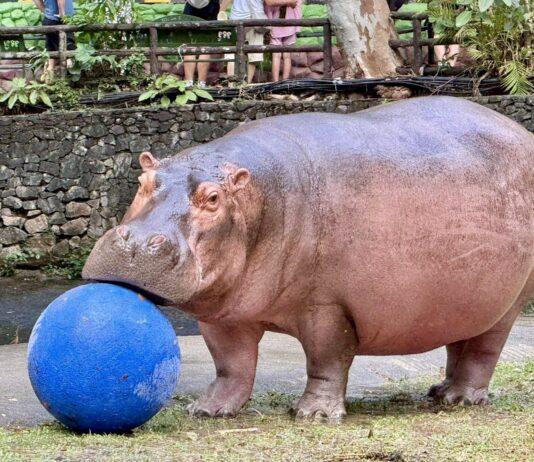 Зоопарк Кхао Кхео приглашает посетителей присоединиться к еженедельным захватывающим событиям: будет ли бегемот Кха Му играть в мяч или наслаждаться купанием?