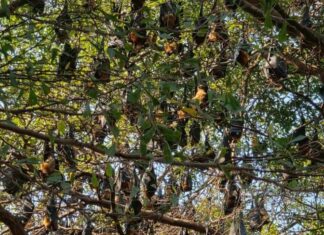 Las autoridades recolectan muestras de guano de murciélago en un refugio de larga data en Pattaya después de que los residentes, nerviosos, mostraran preocupación por el posible riesgo de enfermedad.