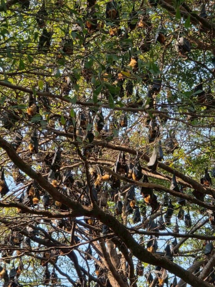 Чиновники собирают образцы помета летучих мышей в давно существующей колонии Паттайи после того, как обеспокоенные жители выразили опасения относительно потенциального риска заболеваний