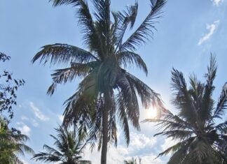 Takhian Tia underdistriktskommune inngår i Chonburi provinsielle retningslinjer for å fremme et rent og ryddig Takhian Tia-initiativ