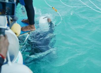 Pattaya, pionera en el primer sistema de licencias para navegantes marítimos de Tailandia: inspecciones rigurosas garantizan la seguridad y la conservación marina.