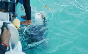 Pattaya er pionerer i Thailands første lisensordning for sjøvandrere: Strenge inspeksjoner sikrer sikkerhet og marin bevaring