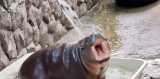 Viral dvergflodhest Moo Deng plasker i sitt hvite favorittkar i Khao Kheow Open Zoo