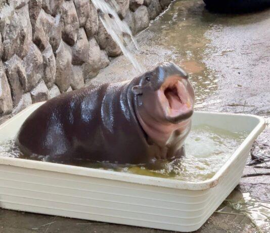 Viral dvergflodhest Moo Deng plasker i sitt hvite favorittkar i Khao Kheow Open Zoo