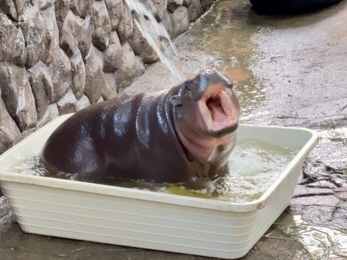 Вирусный карликовый бегемот Му Денг веселится в своей любимой белой ванне в открытом зоопарке Кхао Кхео