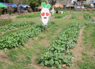 В Чонбури открылась 25-я выставка натурального сельского хозяйства: продвижение методов устойчивого земледелия, вдохновленных королевской семьей, и продукции со всей страны.