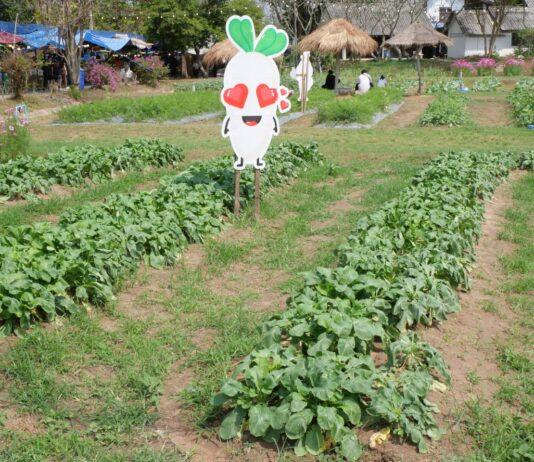 Apertura della 25a Fiera dell'agricoltura naturale a Chonburi: promozione dell'agricoltura sostenibile ispirata alla famiglia reale e dei prodotti nazionali